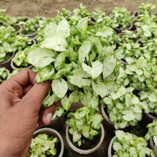 Syngonium Dwarf (Podophyllum Mini Pixie)